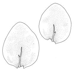 Achrophyllum quadrifarium, dorsal leaves. Drawn from J.E. Beever 23-15, CHR 104698, and V.D. Zotov s.n., 27 Aug. 1933, CHR 6861.
 Image: R.C. Wagstaff © Landcare Research 2017 